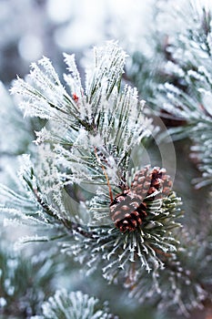 Pine cones and branches covered with hoarfrost