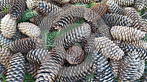 Pine cones in bulk for indoor or outdoor home decor crafting projects