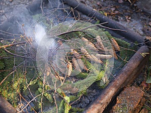 Pine cones burning in a campfire