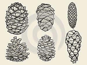 Pine cones of cedar spruce fir christmas tree