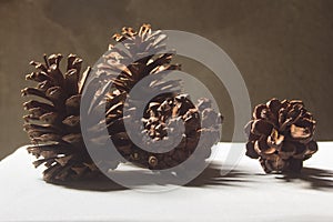 Pine cones chrismas still life