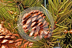 Pine Cones Christmas Tree Ornaments