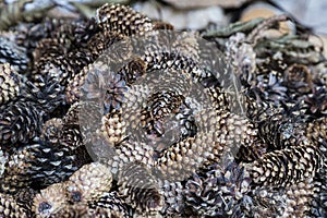 Pine cones close-up