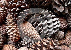 Pine Cones Close Up
