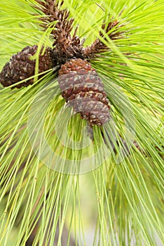 pine cones close up on branches