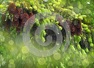 Pine cones close-up. Coniferous trees. Forest. Sunlight. walk in the forest. Relaxation. Tourism. Beauty of nature