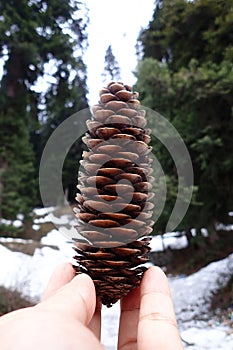 Pine cones. closeup photos.