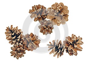 Pine cones of conifer plants.Isolated on a white background. for card, wrap, invitation