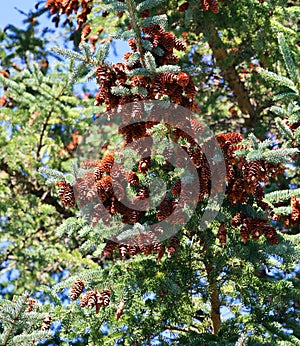 Pine cones of a coniferous tree