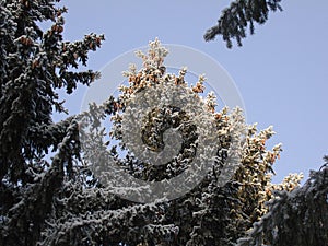 Pine with cones covered with hoarfrost
