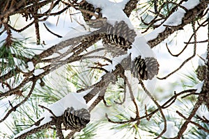 Pine cones covered in snow on branches as viewed from below and soft focus background