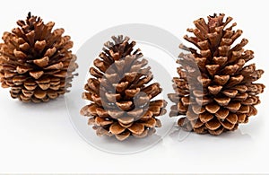 Pine cones, cut out on white background