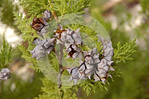 Pine cones on Cypress tree