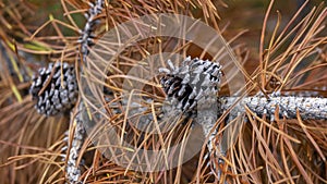 Pine cones on a dry branch of pine tree