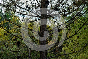Pine cones. Dry pine cones of small size on a withering tree