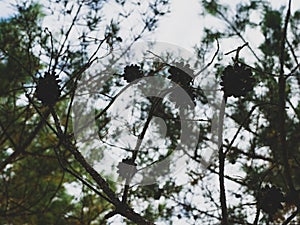 Pine cones. Dry pine cones of small size on a withering tree