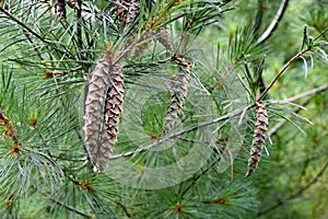 Pine cones on Eastern White Pine tree in August