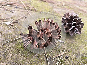 pine cones fall on the mossy forest floor