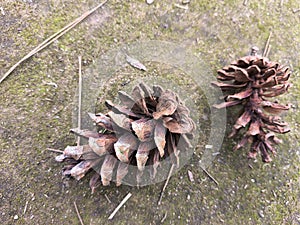 pine cones fall on the mossy forest floor