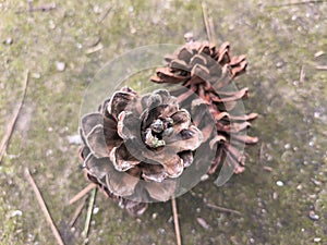 pine cones fall on the mossy forest floor