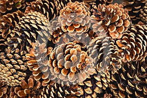 Pine cones