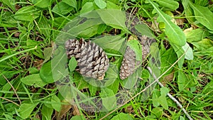 Pine cones fallen to the ground on a carpet of green grasses