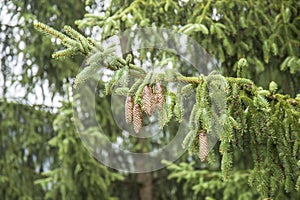 Pine cones on a fir branch