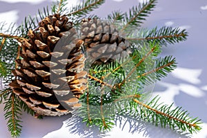 Pine cones on a fir branch decoration