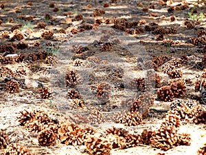 Pine cones on the forest ground on summer background texture