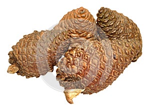 Pine Cones