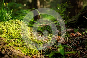 Pine cones on the green grass in the forest