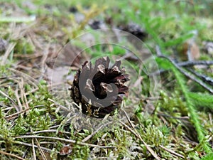 Pine cones on green grass
