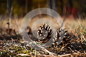 Pine cones on the ground