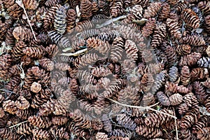 Pine Cones on the Ground