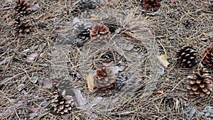Pine cones on the ground in forest