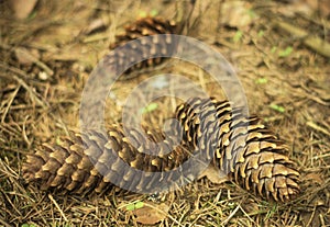 Pine Cones