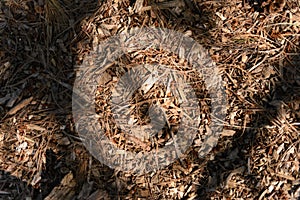 Pine cones on ground mulch
