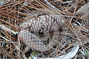 Pine cones on the ground in pine neddles