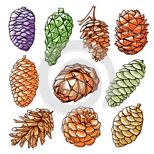 Pine cones hand drawn vector color illustrations collection