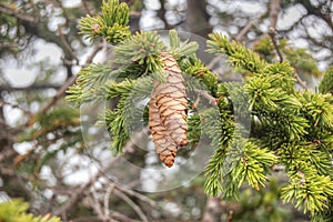 Pine cones hanging on Fir branch