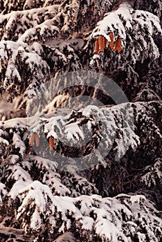 Pine cones with heavy layer of snow on top