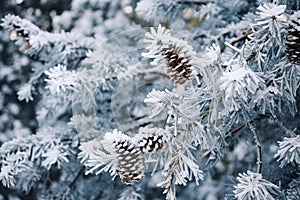 Pine with cones in hoarfrost background illustration
