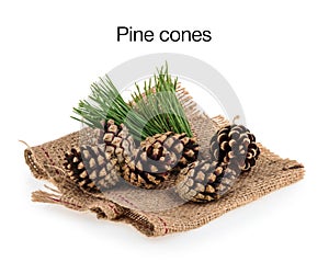Pine cones isolated
