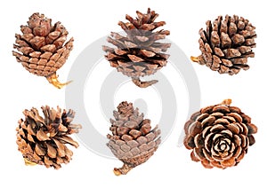 Pine cones isolated on white bacckground
