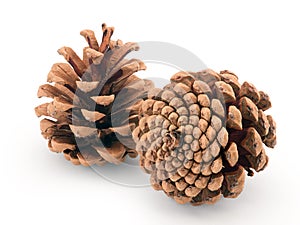 Pine cones isolated