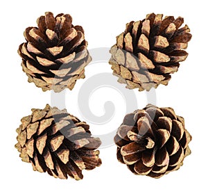 Pine cones isolated