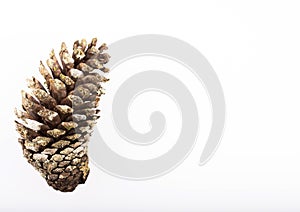 Pine cones isolated on white background - Top view