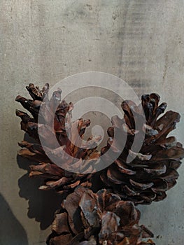 Pine cones isolated on wooden background