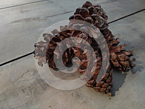 Pine cones isolated on wooden background