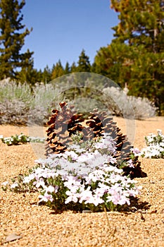 Pine cones and lavender flowers